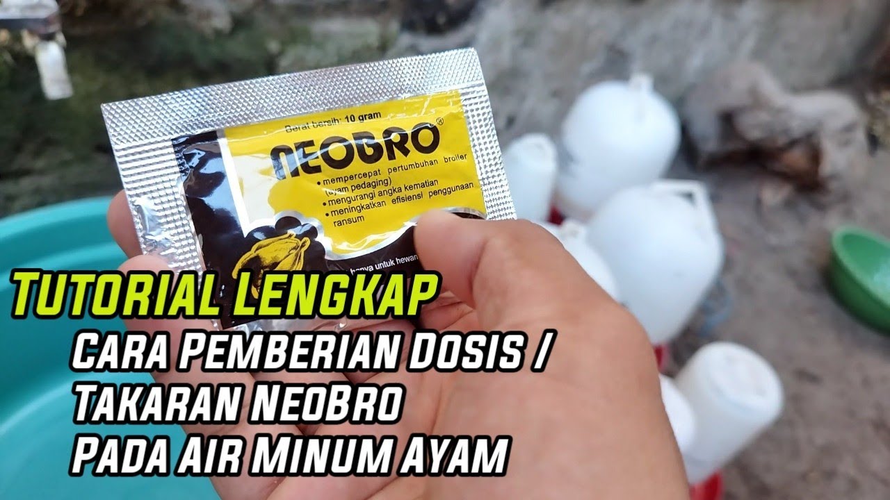Cara Pemberian Vitamin Neo Bro pada Ayam Kampung