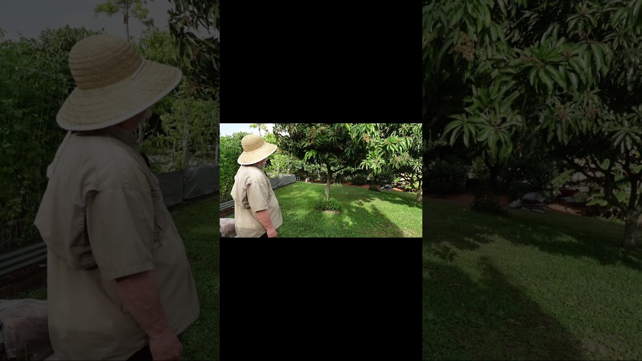 Is It Worth Planting a Sugarloaf Mango Tree?
