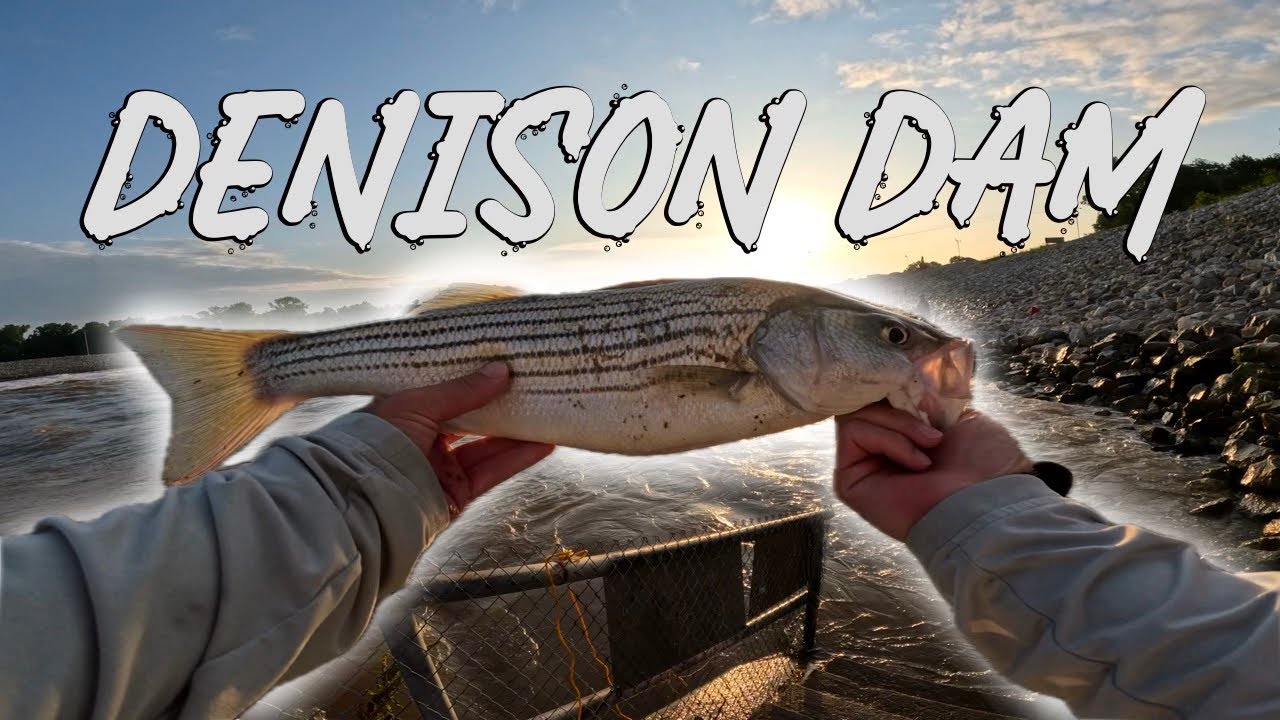 DENISON DAM | TIPS on How To Catch Striper Limits!