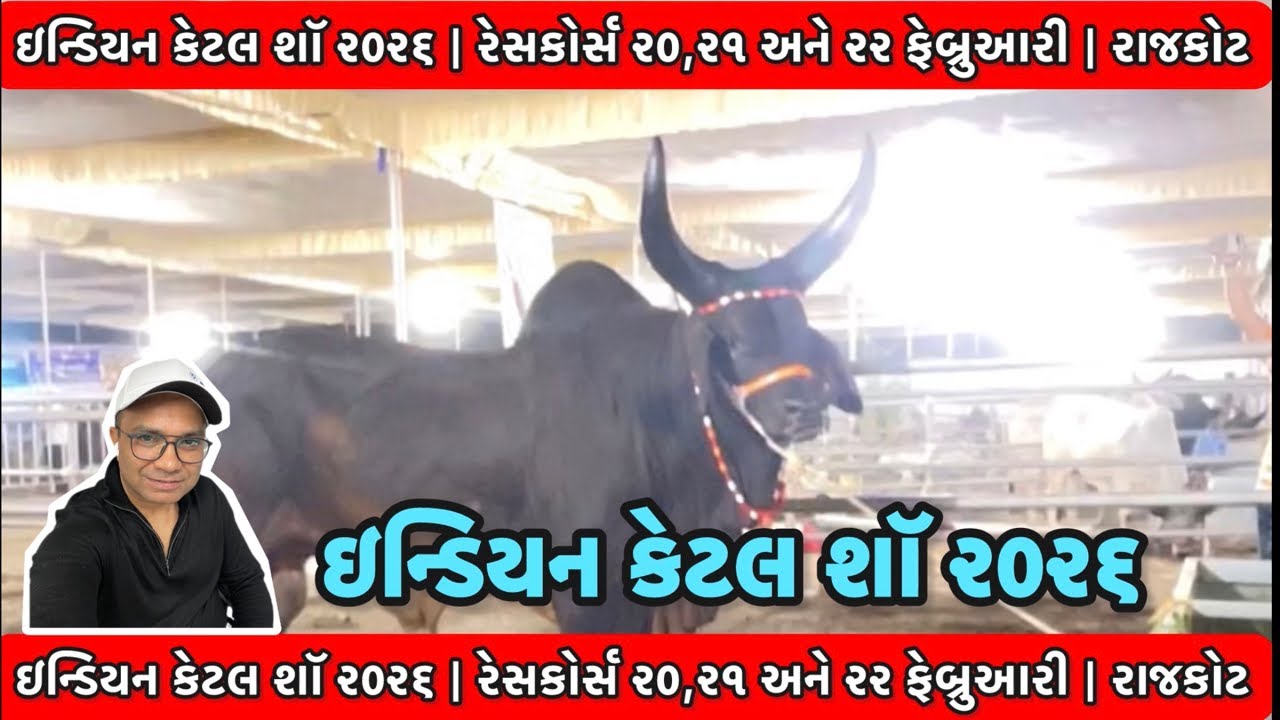 Indian Cattle Show Rajkot 2026 | #live
