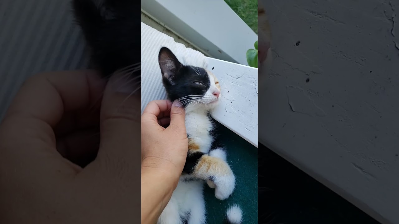 Baby Calico Kitten