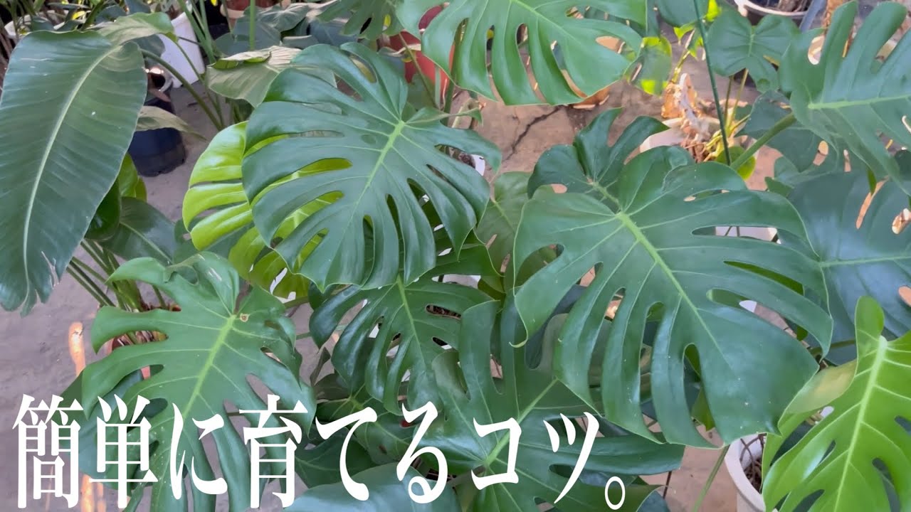 モンステラこんなに簡単で綺麗に育てるコツ