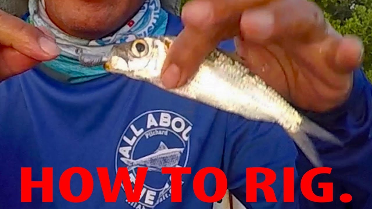 Top Fishing Tips: How To Rig Live Pilchards (White Bait)
