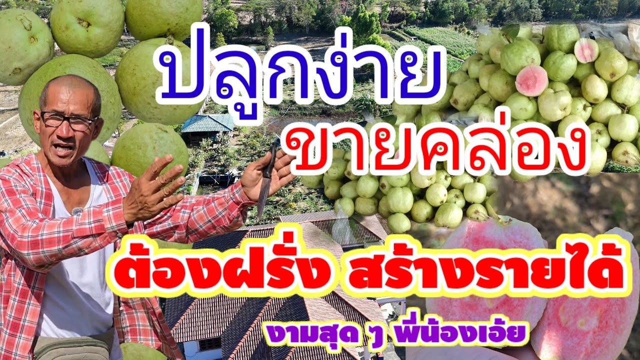 ผลไม้เศรษฐกิจมาแรงแซงทุกโค้งปลูกได้ขายได้ราคางามข้ามปี ต้นบักสีดา