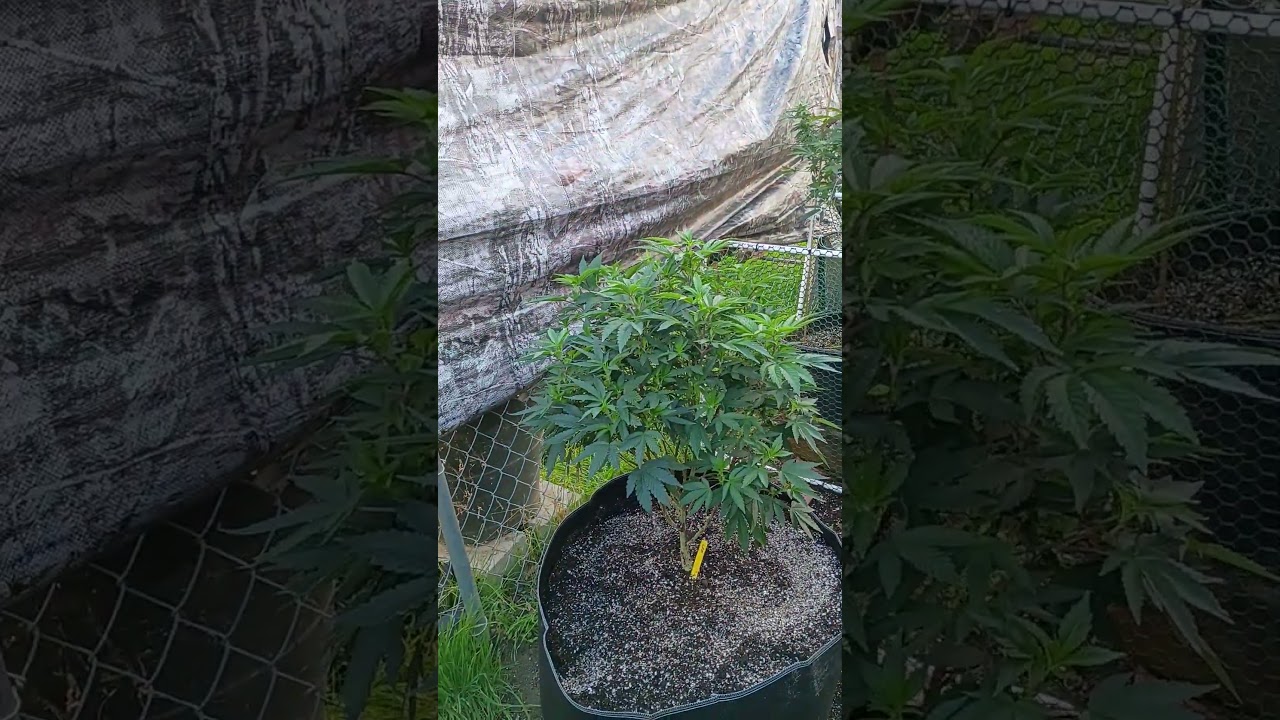 outside grow blimburn and kindseedco.com grow