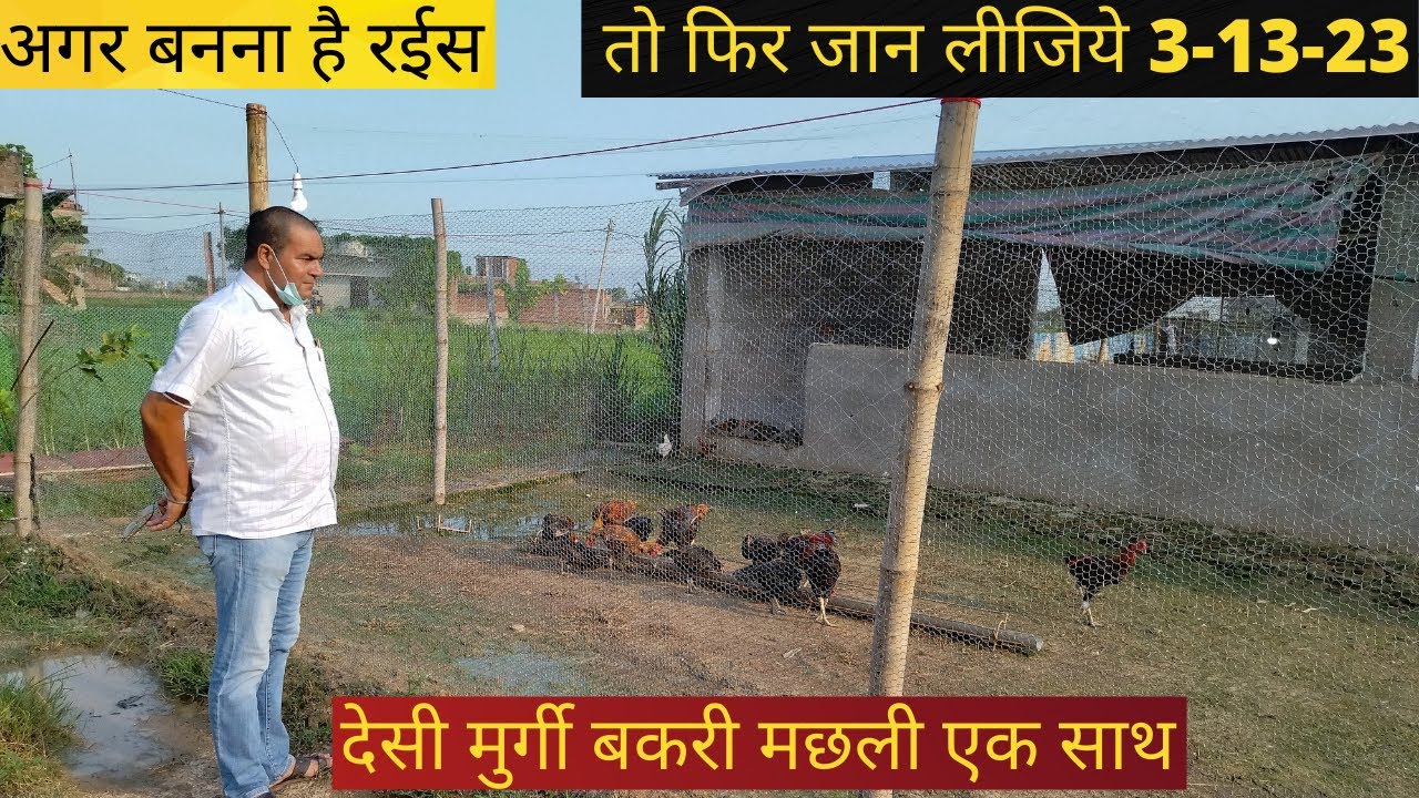 अगर बनना है रईस तो फिर समझ लीजिये 3-13-23, देसी मुर्गी, मछली, बकरी पालन एक साथ | desi murgi palan