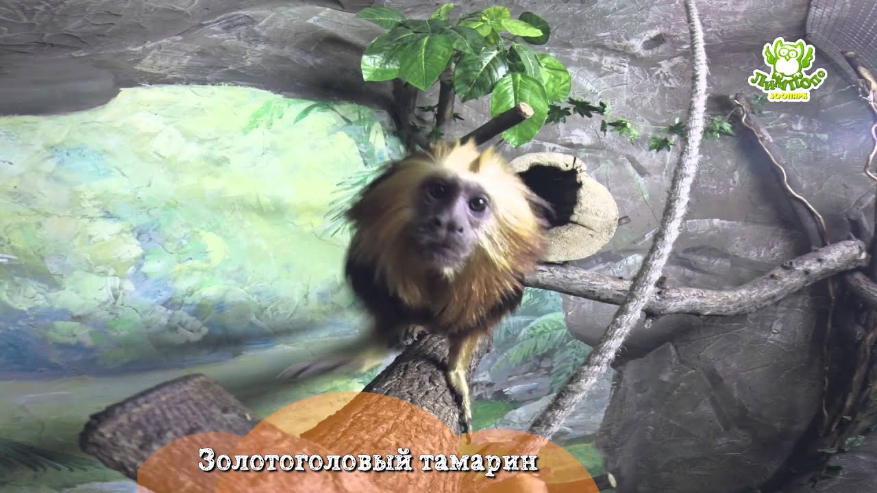 Зоопарк 
