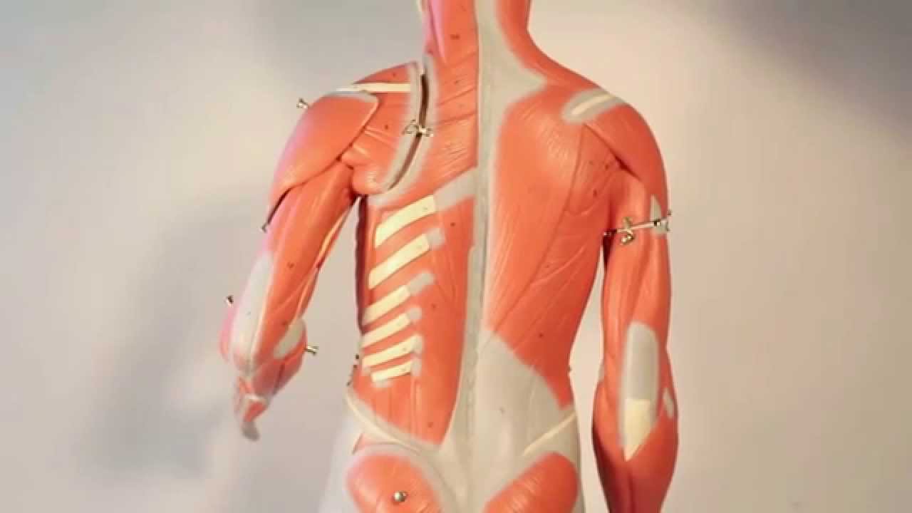Muscles That Move the Arm   Humerus