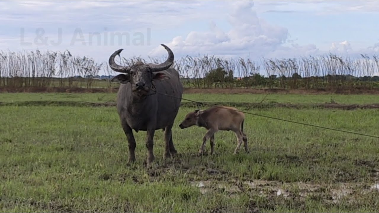 Looks powerful, buffalo gestures to protect her baby | daily life of buffaloes | L&J Animal |