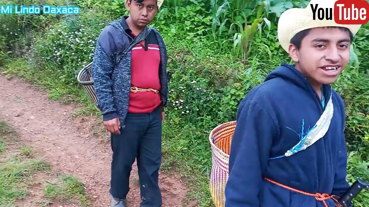 Vamos al campo a cosechar nuestras plantas de repollo