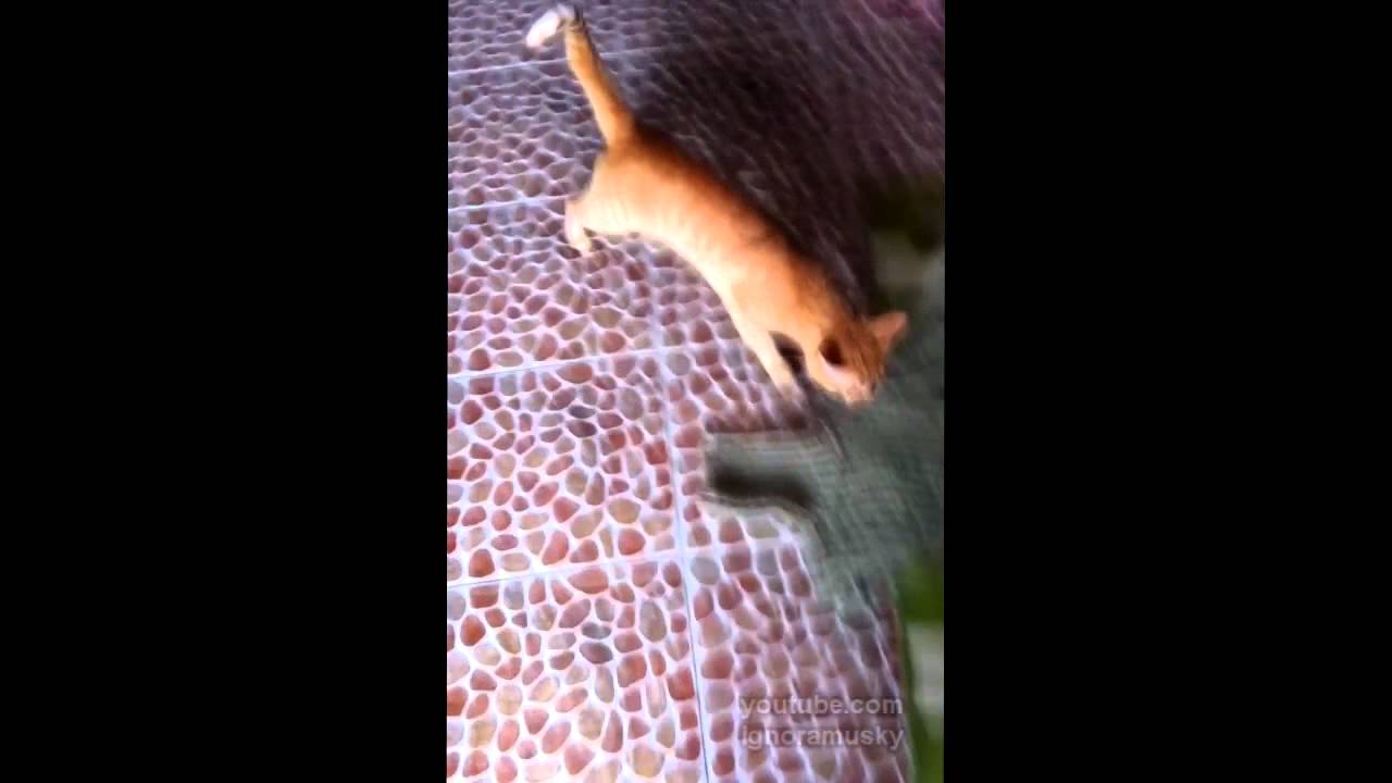 Give me the precious back! (Отдай мою прелесть!)