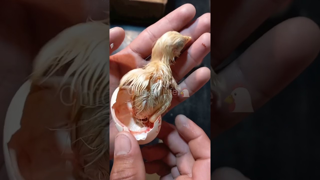 Fresh hatched chick from an egg || Cute baby chick #aseel #hatching #birds  #chicks #chi #viral
