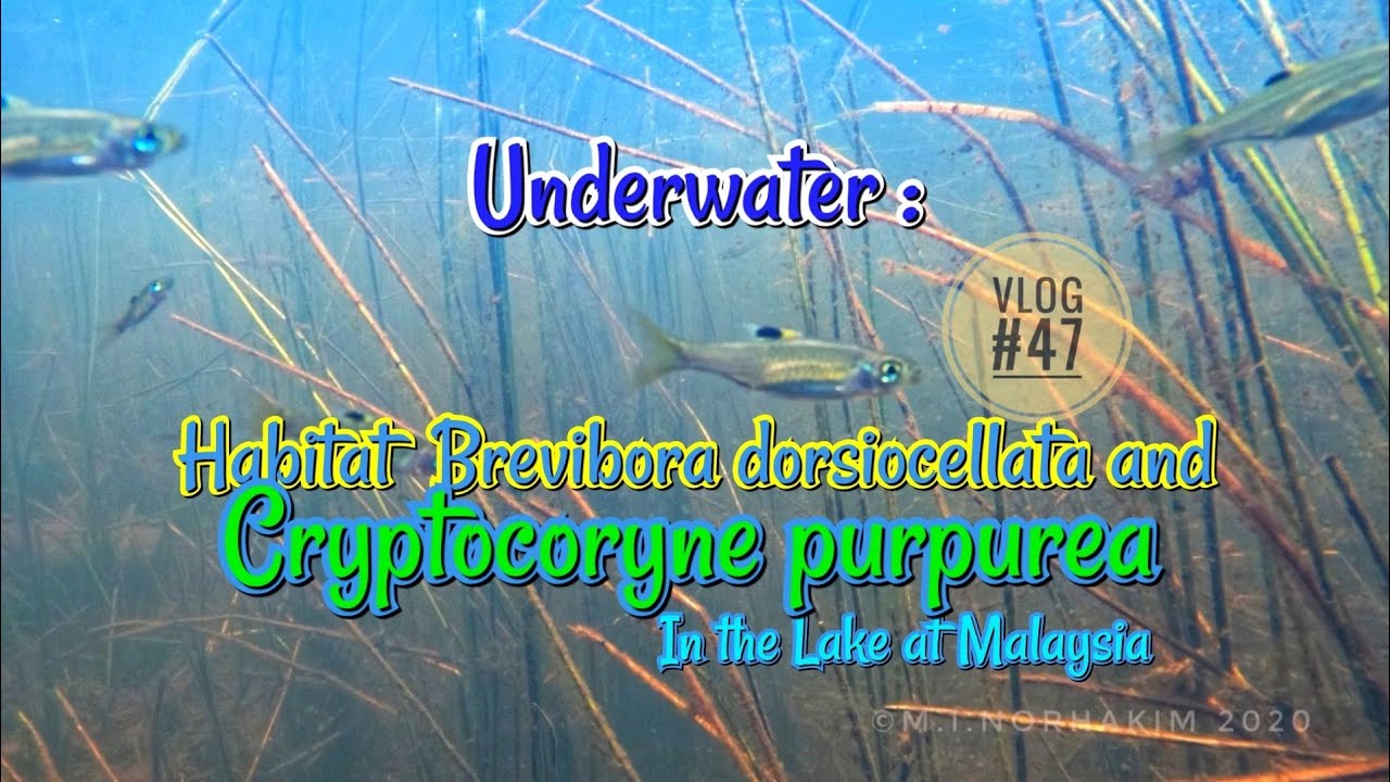 Underwater : Habitat of Brevibora dorsiocellata  and Cryptocoryne purpurea on the Lake Vlog #47