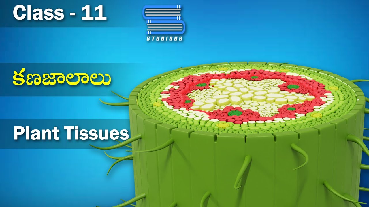 కణజాలాలు – Plant Tissues | Anatomy of Flowering Plants | Biology 11 | Telugu | Class 11 | Bipc