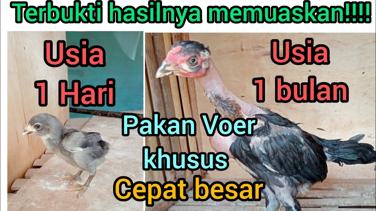 Pakan/pur yang tepat untuk anak ayam agar cepat besar || tumbuh pesat
