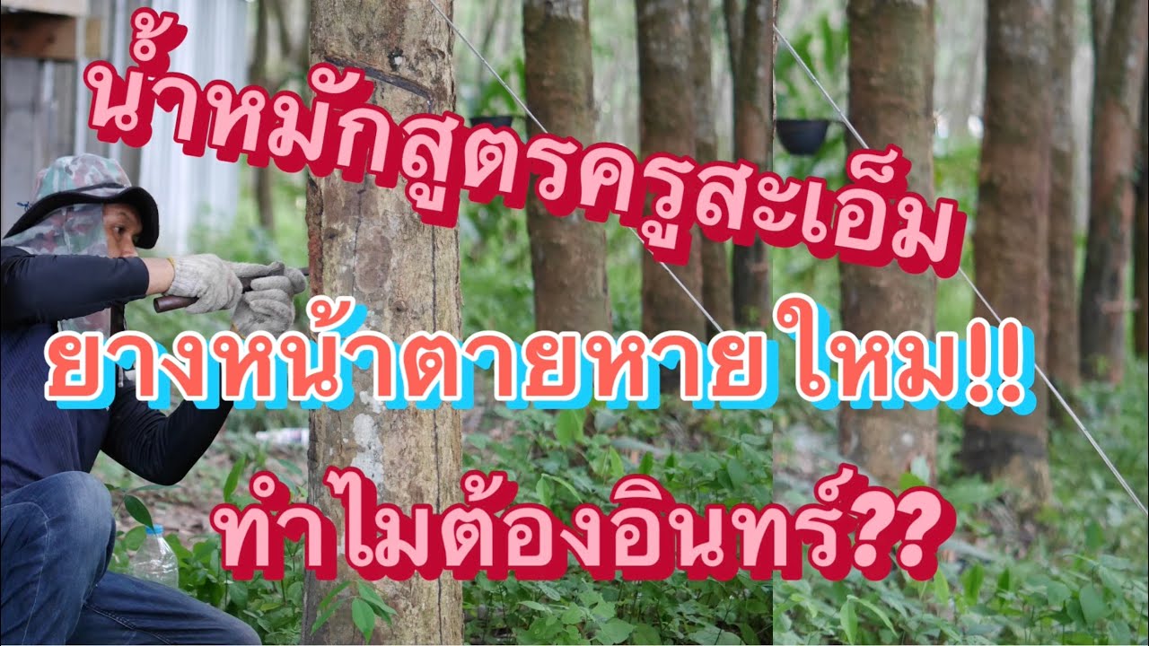 อินทรีย์และเคมี ข้อดีข้อเสีย มาอัปเดตหลังใช้น้ำหมักสูตรครูสะเอ็ม #น้ำหมักสูตรครูสะเอ็ม#แก้หน้ายางตาย