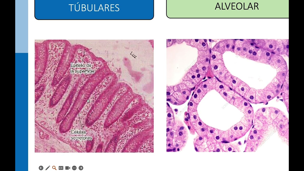 Epitelio Glandular Histología 2024