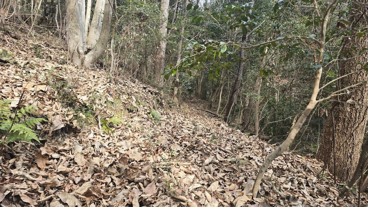 古代の鉄剣が出たらヤバイでしょ！沢と古道の続きを調査