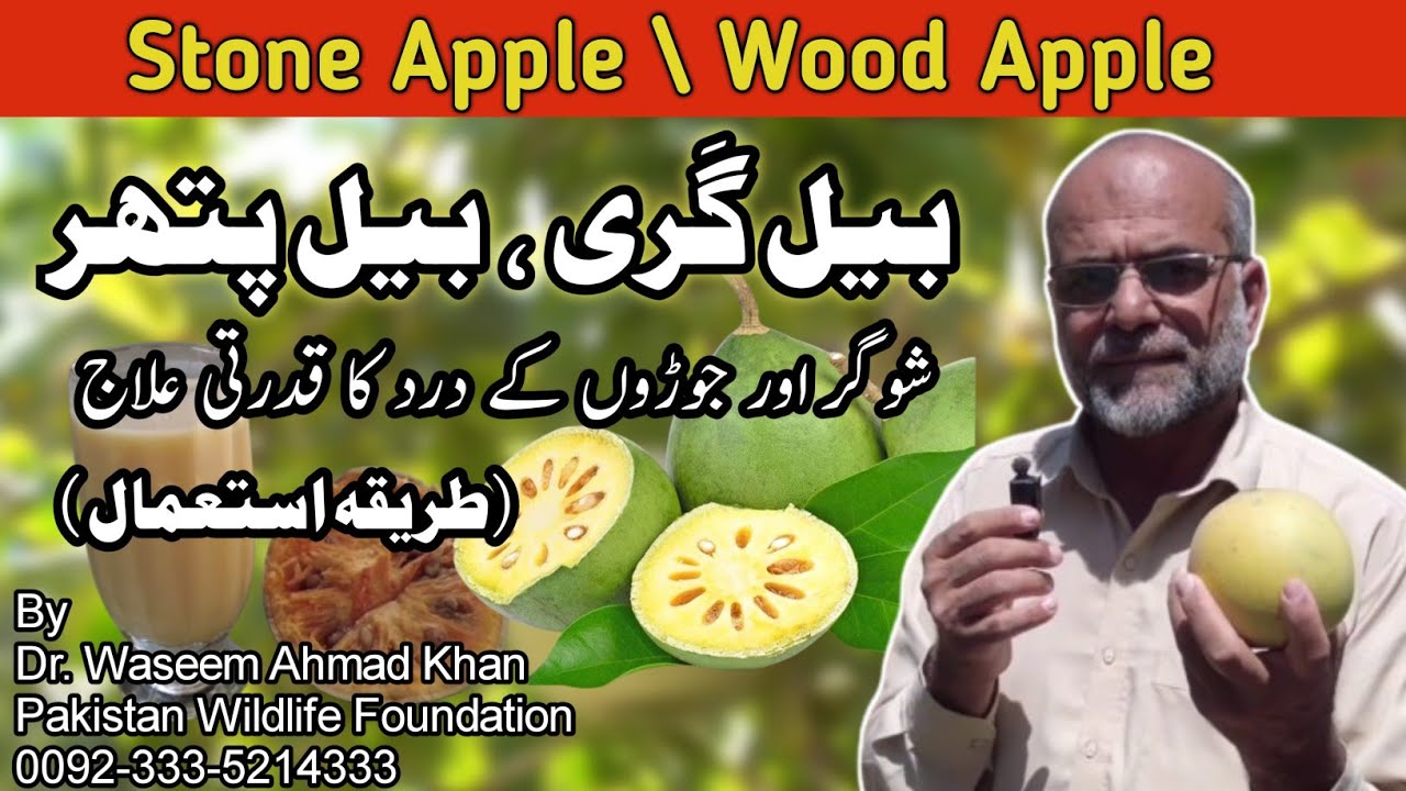 Bail Gari Fruit | Bail Gari Ke Fayde | How to Use Bail Gari | Stone Apple | How to Eat Bail Gari