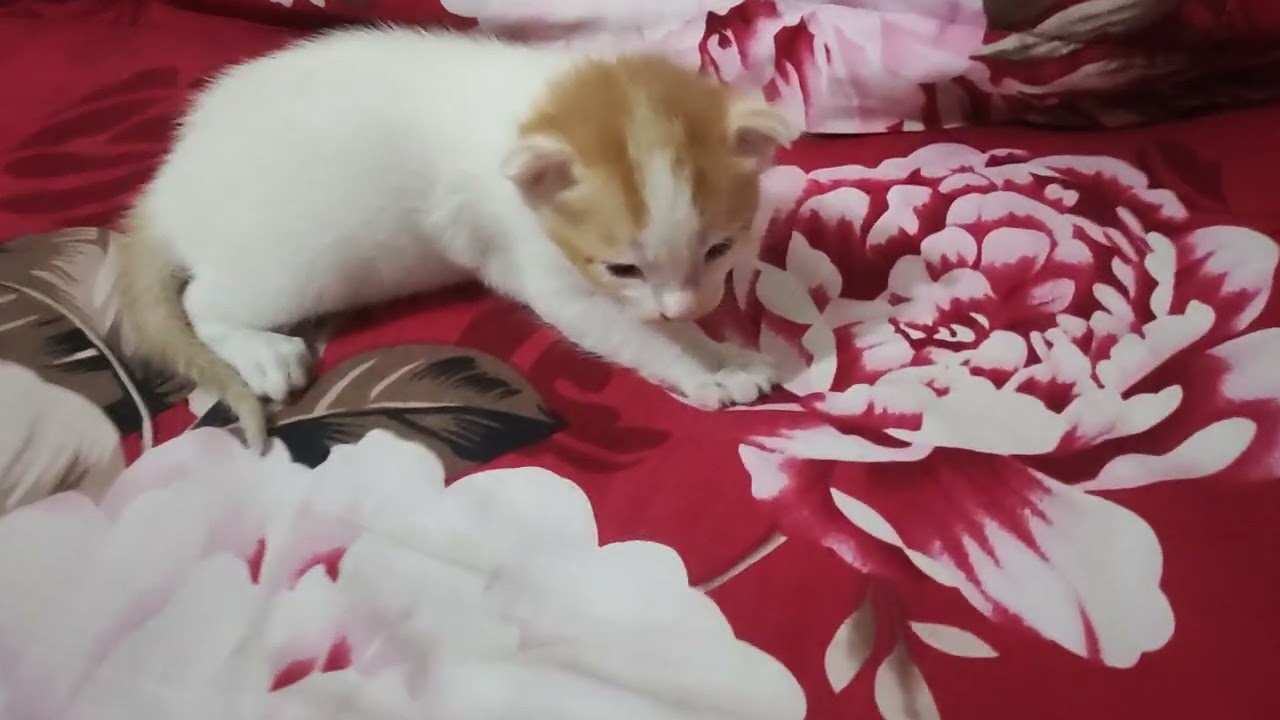 মাশাল্লাহ বাচ্চাদের নিয়ে শান্তি মা আর কি লাগে ❤️❤️❤️❤️😺😺😺