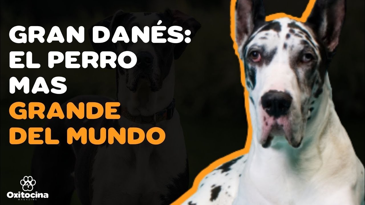 GRAN DANÉS: 9 COSAS QUE DEBES SABER