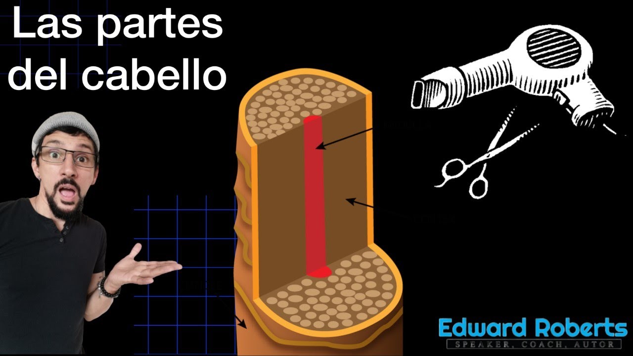 Las partes del cabello