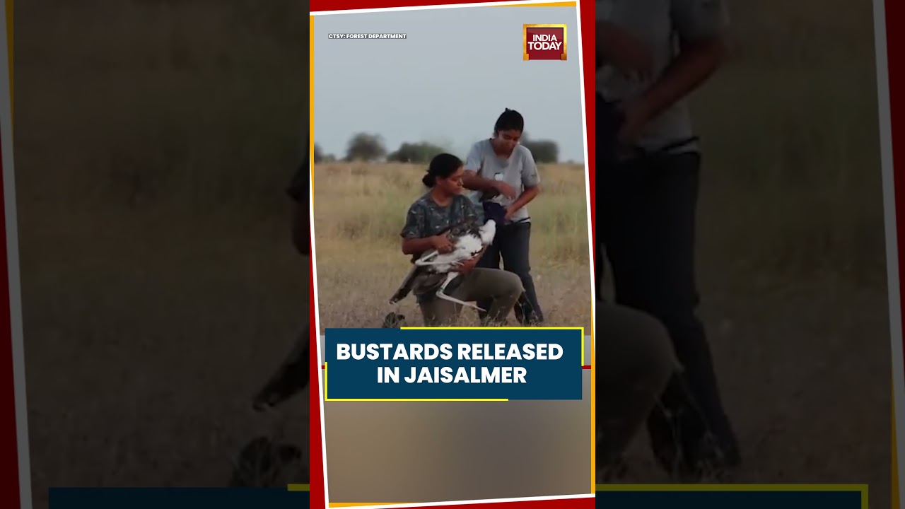 Great Indian Bustards Released In Jaisalmer In Major Wildlife Conservation Push