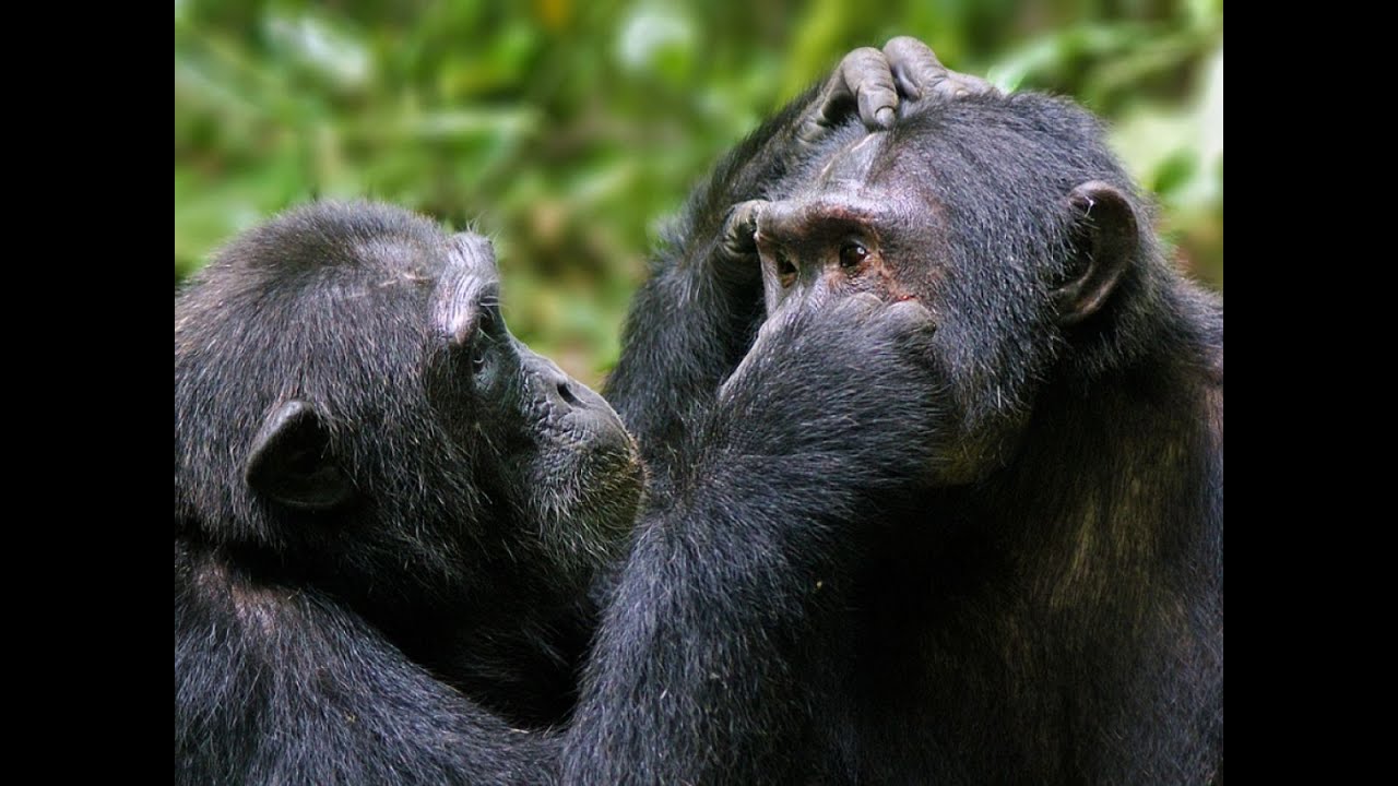 Chimpanzee Grooming and Monkey grooming ASMR Relaxing Sleep Tingles Satisfying video