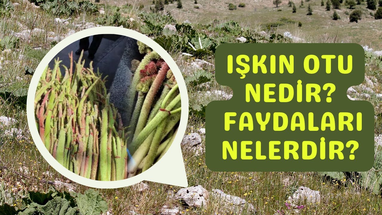 Işkın Otu Nedir? Işkın Otunun Faydaları Nelerdir?