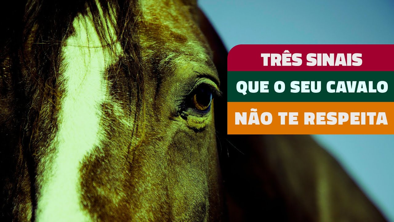 TRÊS SINAIS QUE O SEU CAVALO NÃO TE RESPEITA!