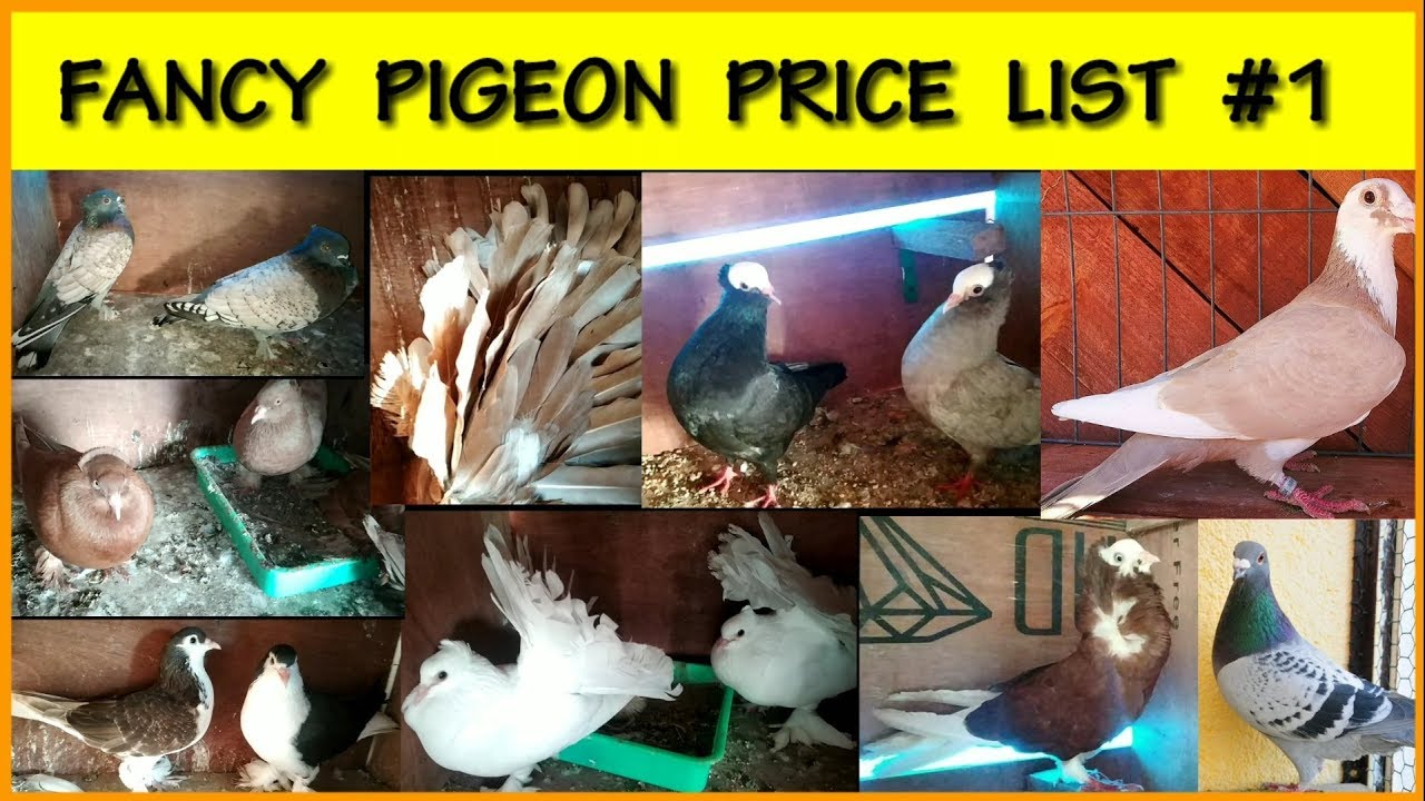 🕊️🕊️Fancy Pigeon Price List TamilNadu || DRK Vlog ||