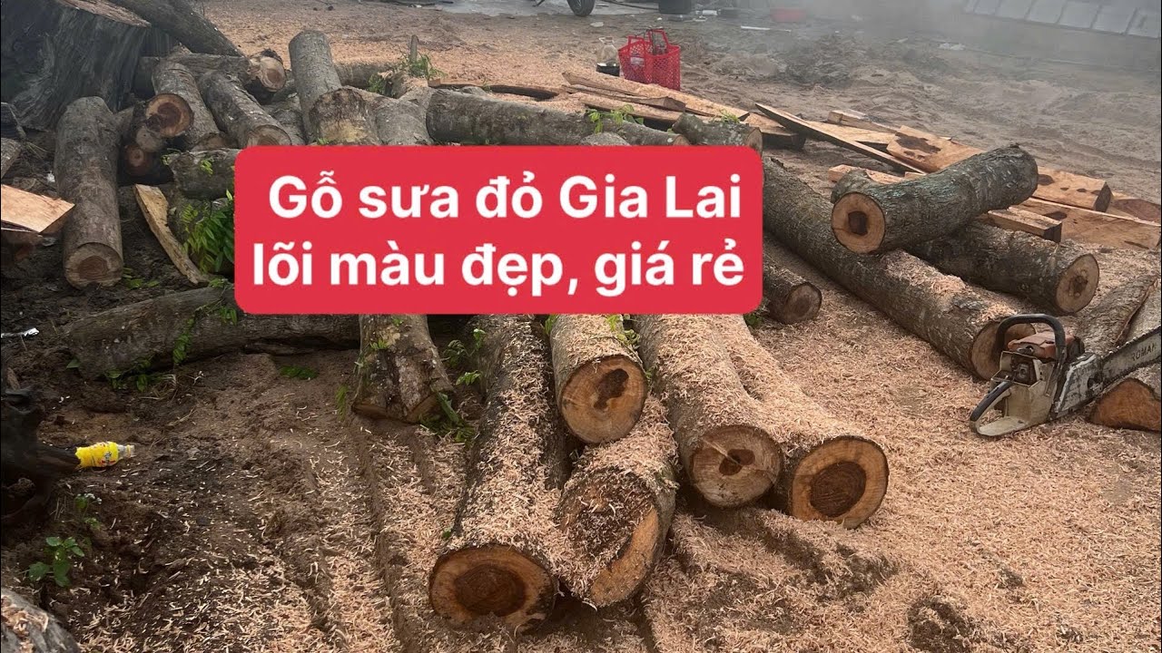 Khai thác Gỗ Sưa Đỏ Gia Lai Vân đẹp , cây hoành lớn từ 80-130 | Liên hệ : 0782.576.107
