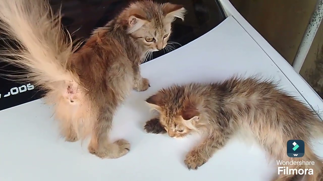 Survival | The Only Survivors Out of Four Motherless Kitten 🥺