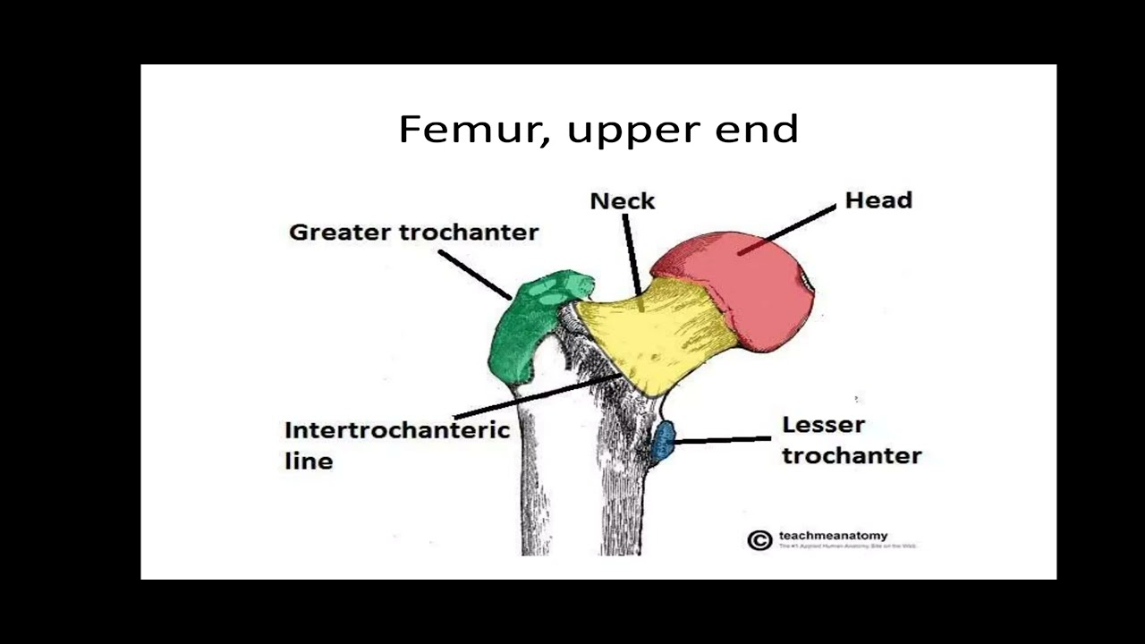FEMUR