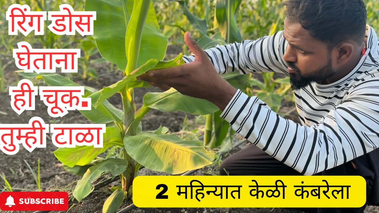 अश्या प्रकारे रिंगडोस घ्या नक्कीच केळीला फरक जाणवेल . २ महिन्यात कंबरेला हाईट