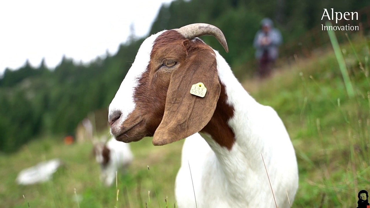 Geissen / Ziegen, die wertvollen Helfer auf der Alp von Familie Vieli - Teil 3 - 