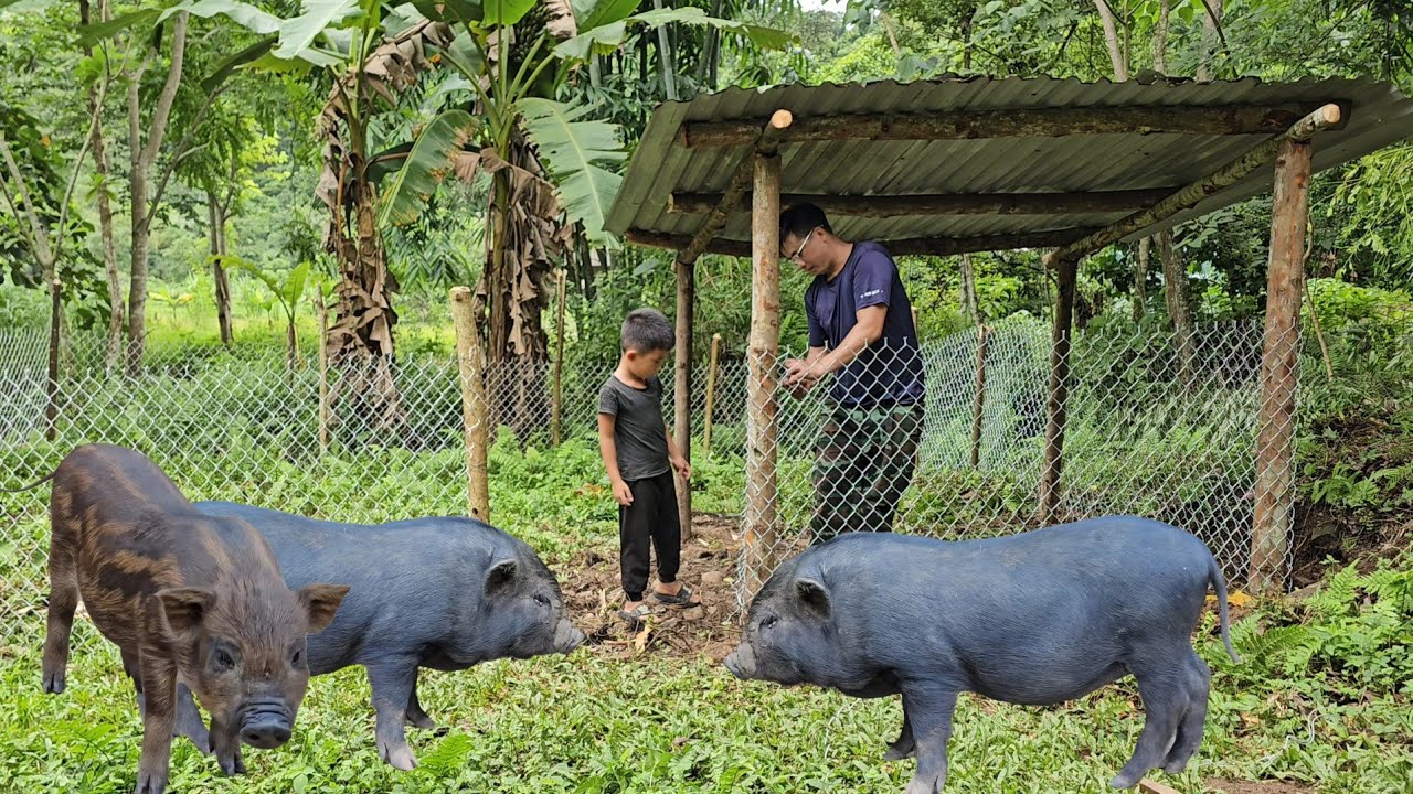 Finishing the new pigs pen with iron mesh-Build place to new live/Trieu Khang
