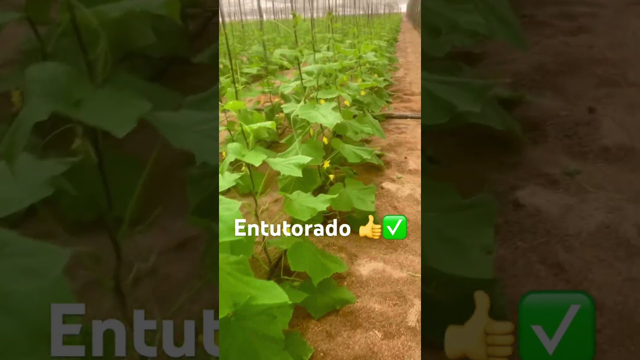 Entutorado en cultivo de pepino de invernadero 🥒✅ #2023 #shorts #farming #agro