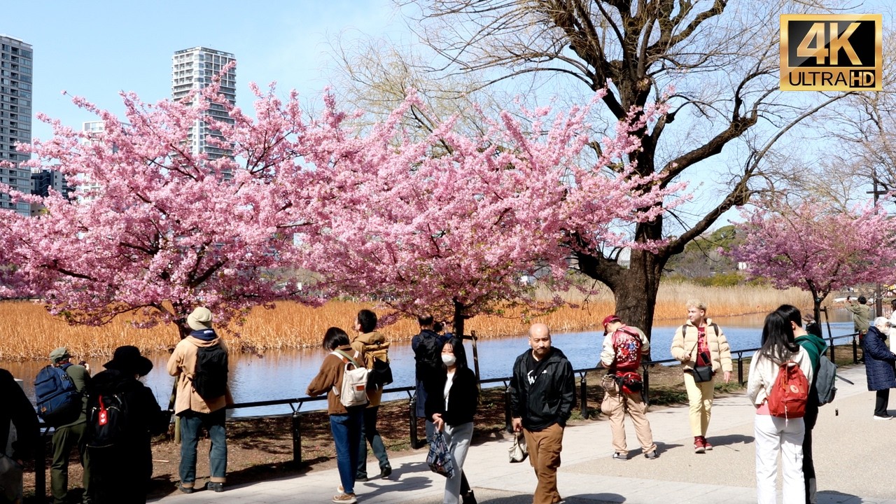 Tokyo Cherry Blossoms  start full bloom in Ueno park【上野公園】| #explorejapan #japan #4k
