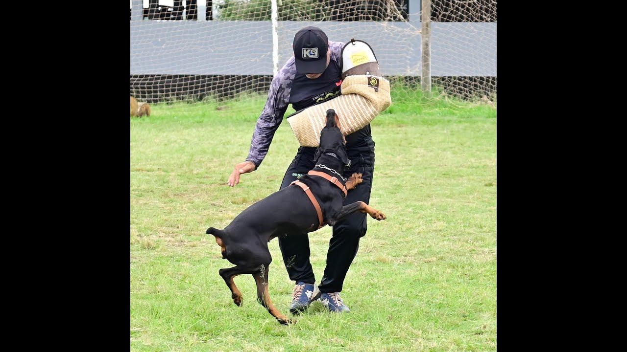 Titulação IGP 2 Raven