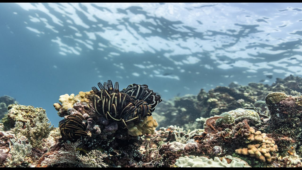 Great Barrier Reef Liveaboard with Reef Encounter in December - third time on board