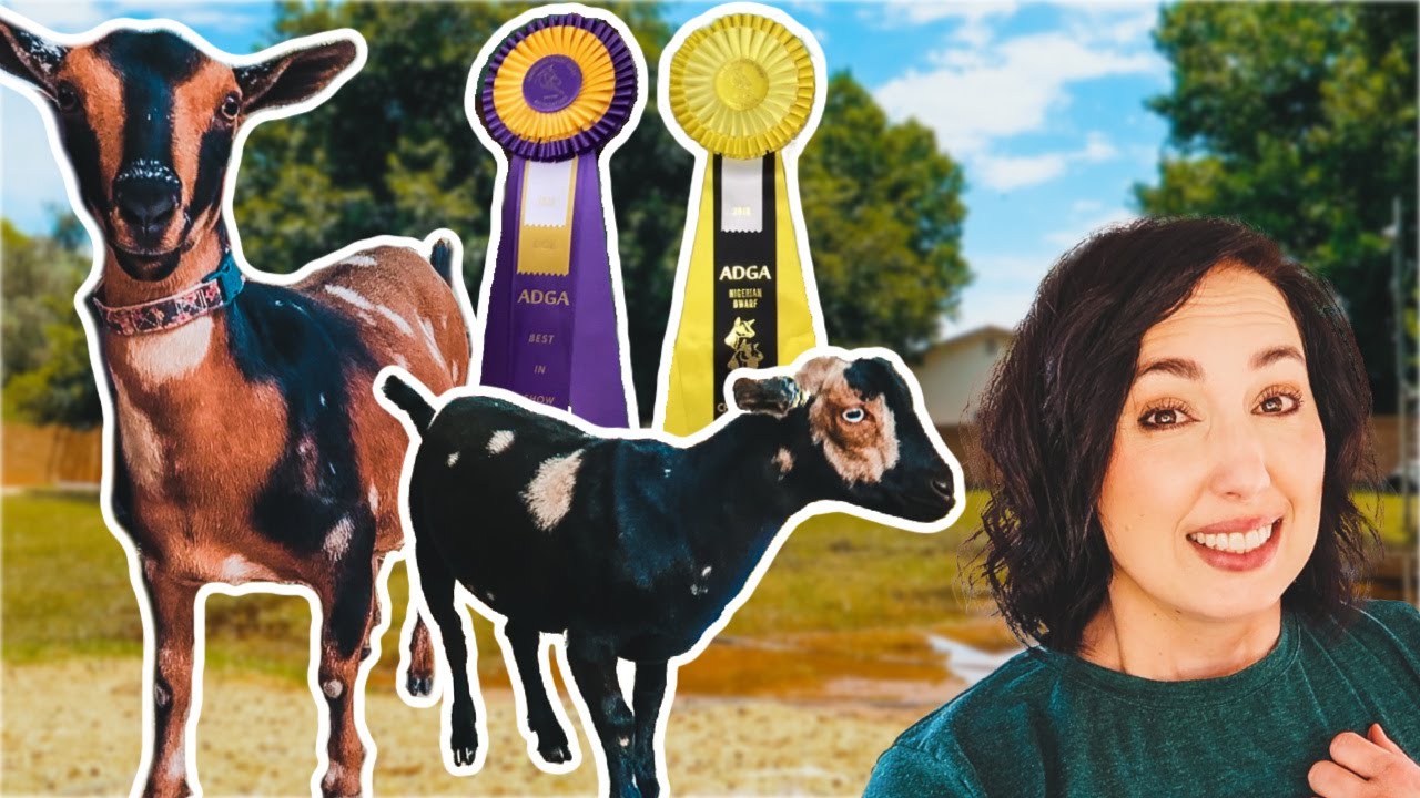 Our FIRST goat show! (and OMG we won!)