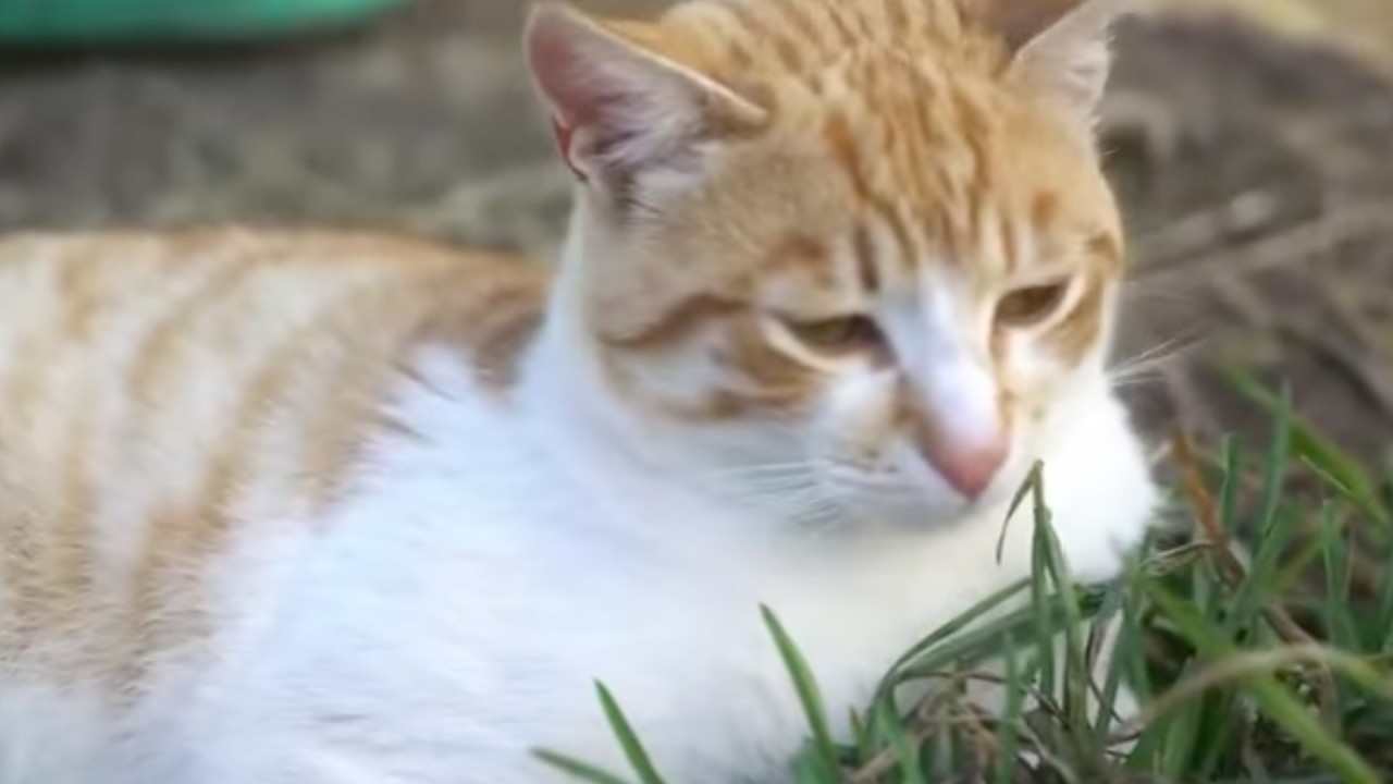 L'inaugurazione della nuova casetta per gatti a Comabbio