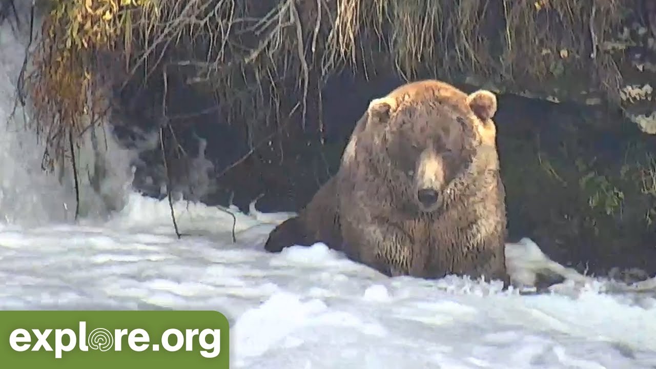 King Otis Puts in his Office Hours - This Week at Brooks Falls