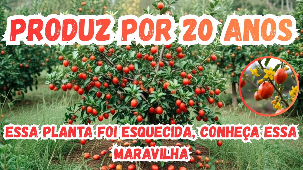 PRODUZ O ANO TODO POR ATÉ 20 ANOS, VOCÊ CONHECE ESSA PLANTA?