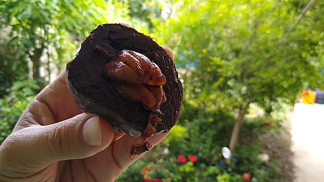 ¿cómo es el magnífico zapote negro?