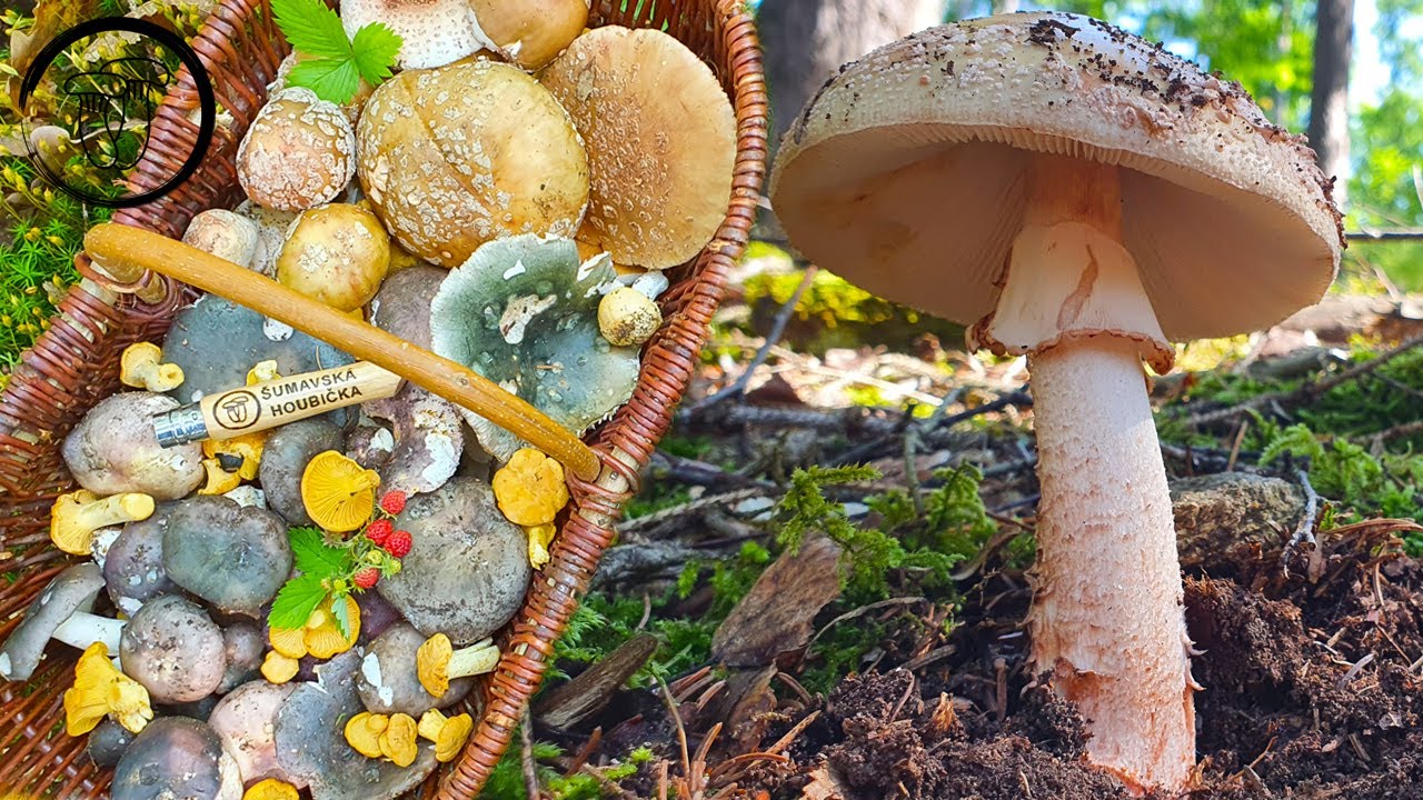 Les je plný modrých hub - luxusní houbaření. Houbaření Šumava.