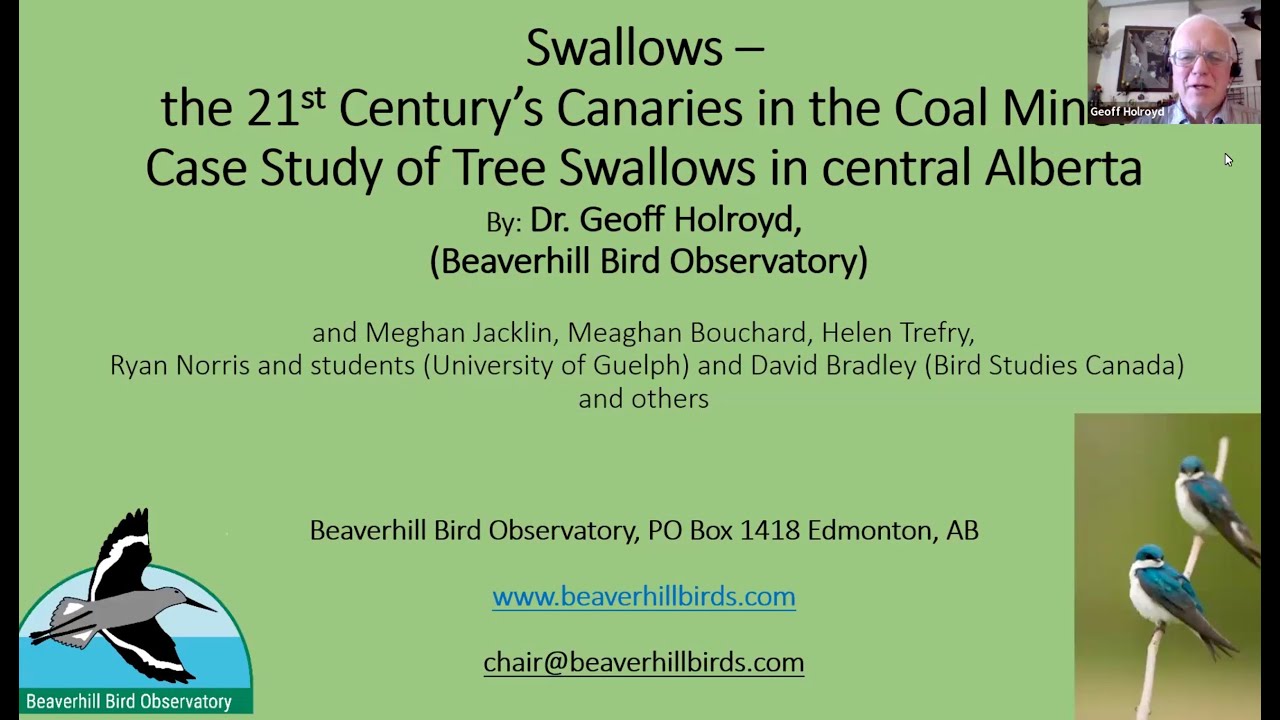Swallows: 21st Century’s Canaries in Coal Mine Case study of Tree Swallows in Central AB 25.04.23