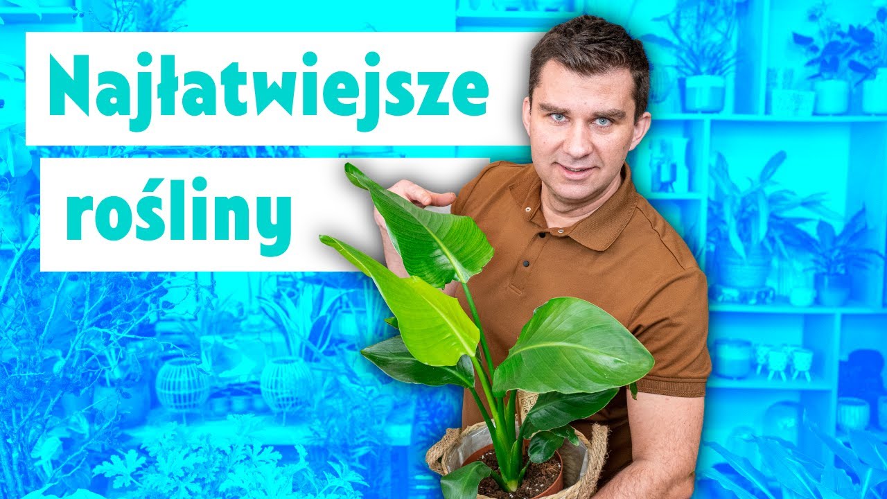 Moje propozycje roślin prostych w hodowli. Najlepsze rośliny dla początkujących.