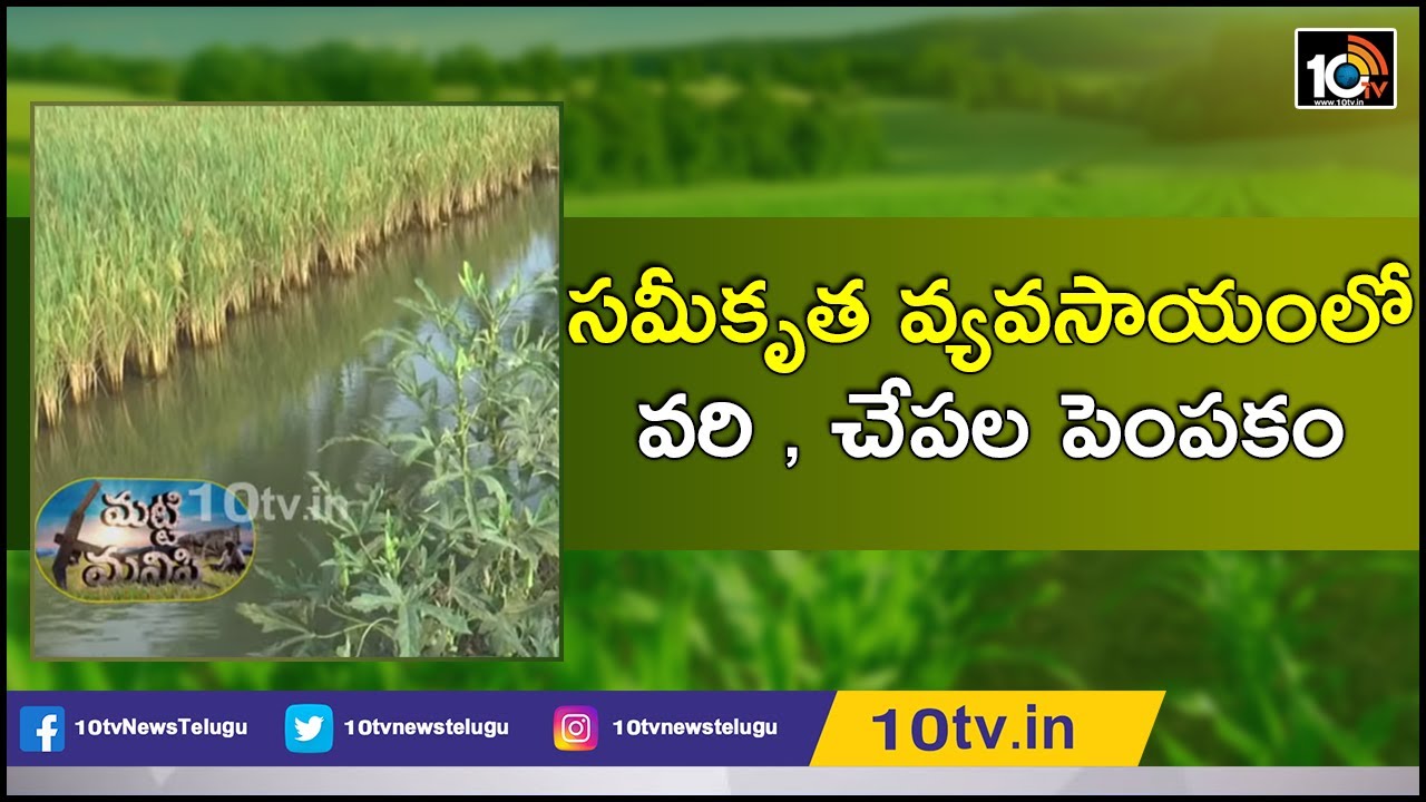 సమీకృత వ్యవసాయంలో వరి , చేపల పెంపకం | Farmer Success Story in Rice & Fish Mixed Farming | 10TV News